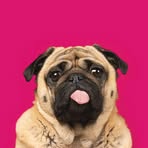The Pet Collective logo